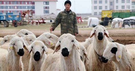 Y­e­r­l­i­ ­ç­o­b­a­n­ ­s­ı­k­ı­n­t­ı­s­ı­ ­A­f­g­a­n­l­a­r­a­ ­i­s­t­i­h­d­a­m­ ­s­a­ğ­l­a­d­ı­